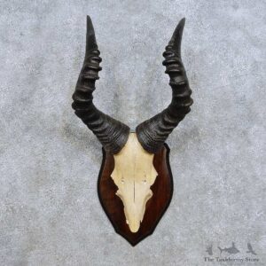 Hartebeest Skull Cap & Antler Mount For Sale #14448 @ The Taxidermy Store