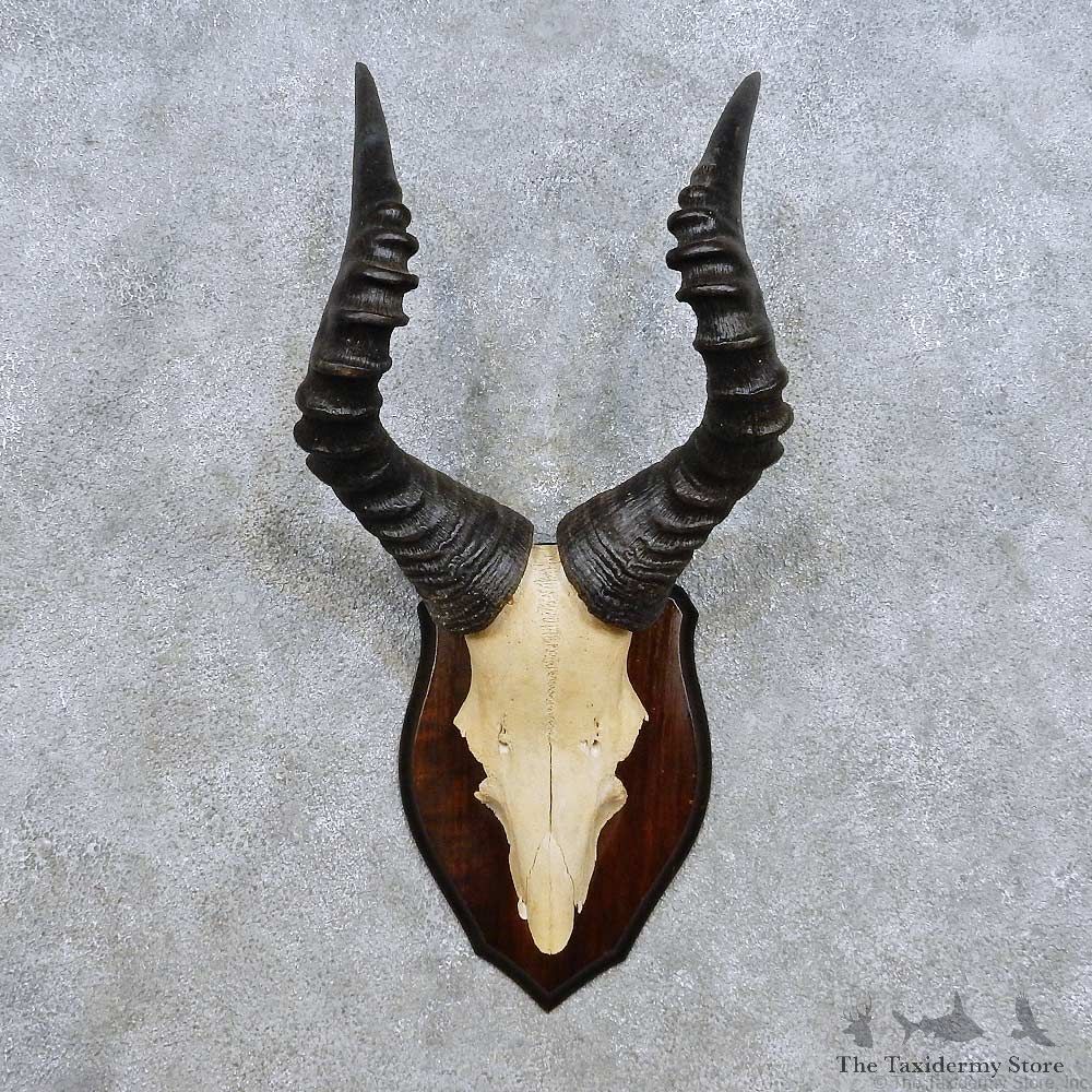 Hartebeest Skull Cap & Antler Mount For Sale #14448 @ The Taxidermy Store