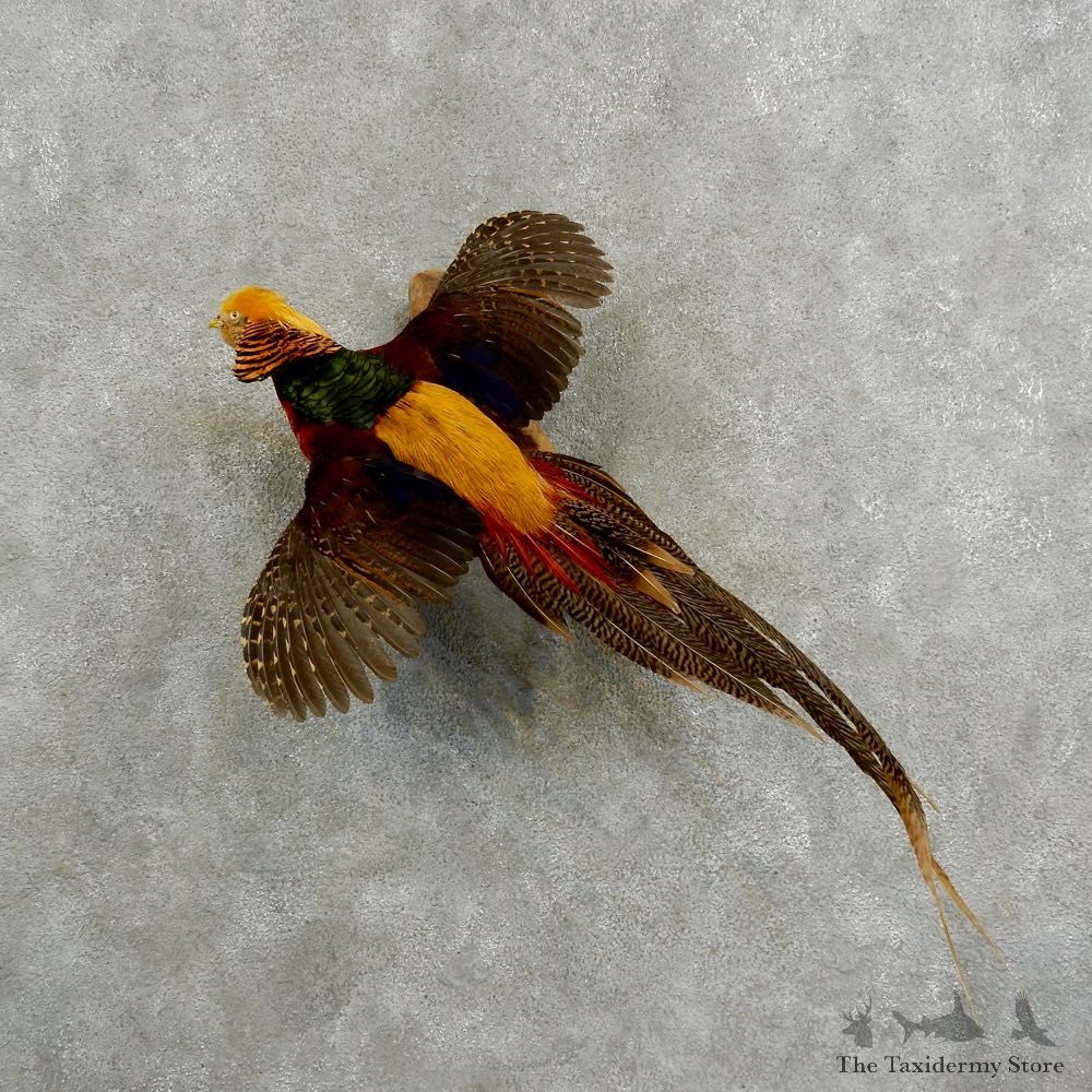Golden Pheasant Bird Mount For Sale #17058 @ The Taxidermy Store