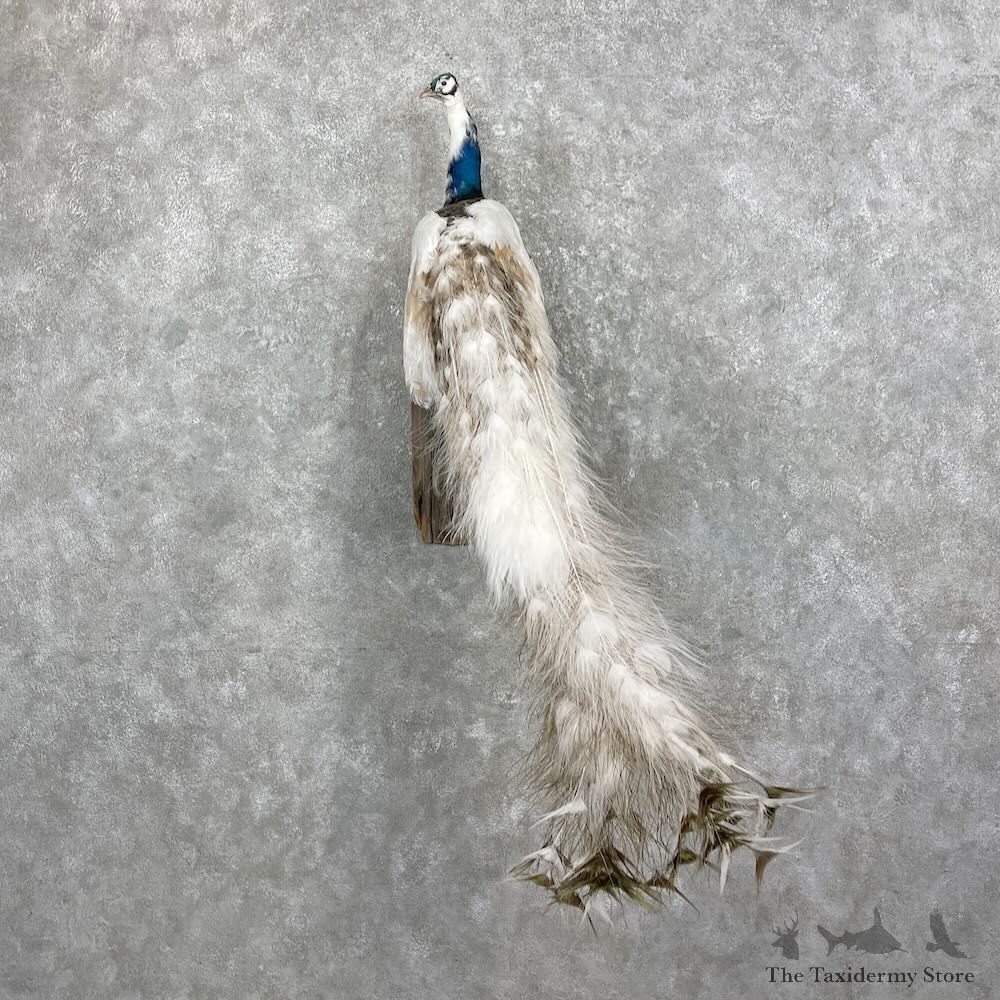 White Peacock Bird Mount For Sale #27320 @ The Taxidermy Store