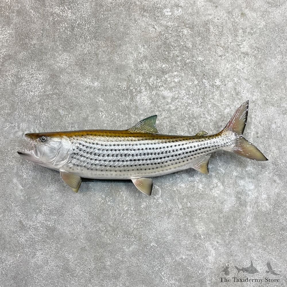 30.5" African Tiger Fish Mount For Sale #27505 @ The Taxidermy Store