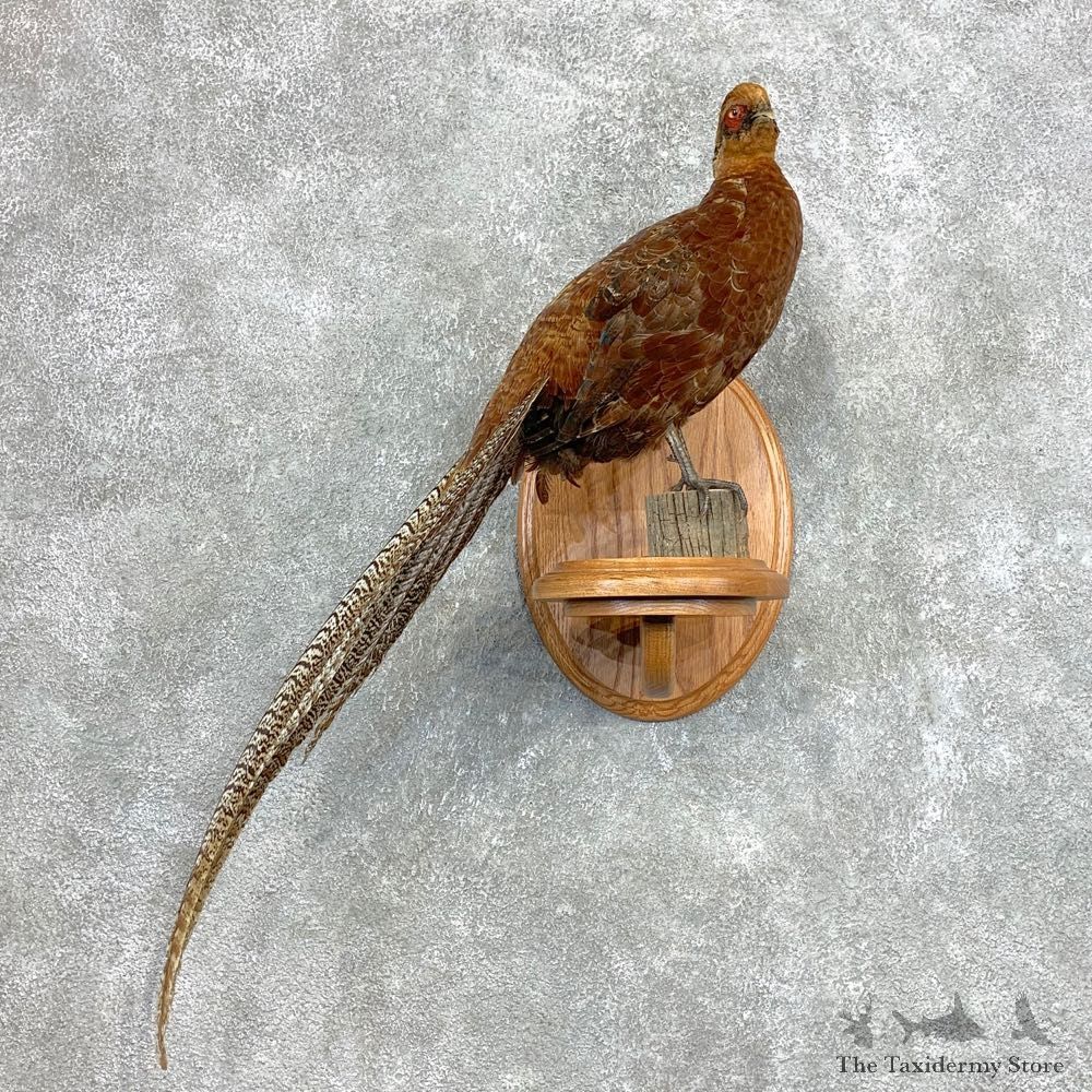 Copper/Reeves Cross Pheasant Bird Mount For Sale #22134 @ The Taxidermy Store