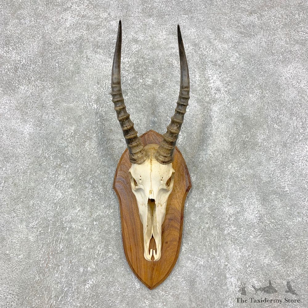 Blesbok Skull & Horn European Mount For Sale #21464 @ The Taxidermy Store