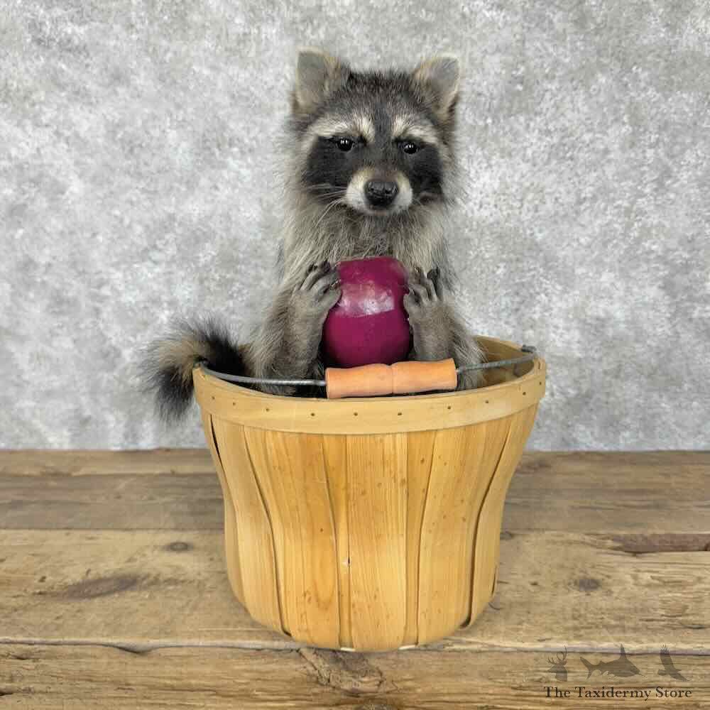 Raccoon Novelty Mount For Sale #30694 @ The Taxidermy Store
