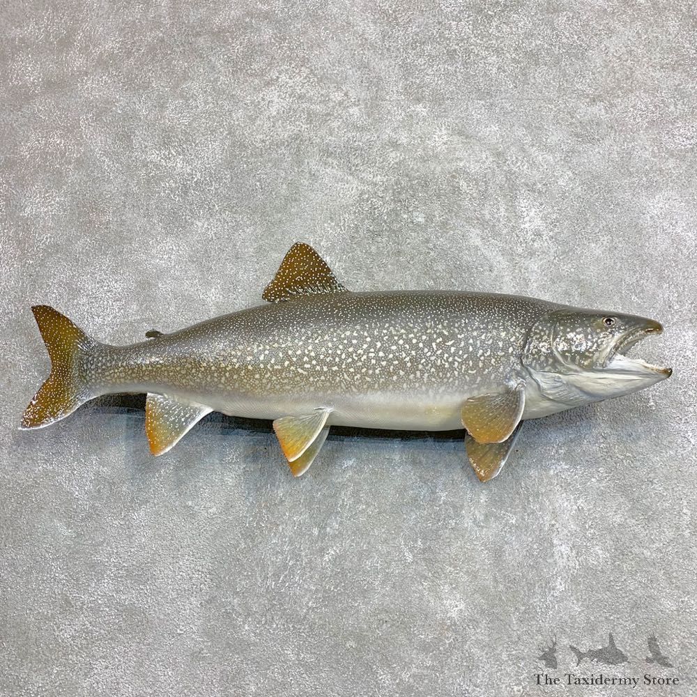 Lake Trout Freshwater Fish Mount For Sale #21868 @ The Taxidermy Store