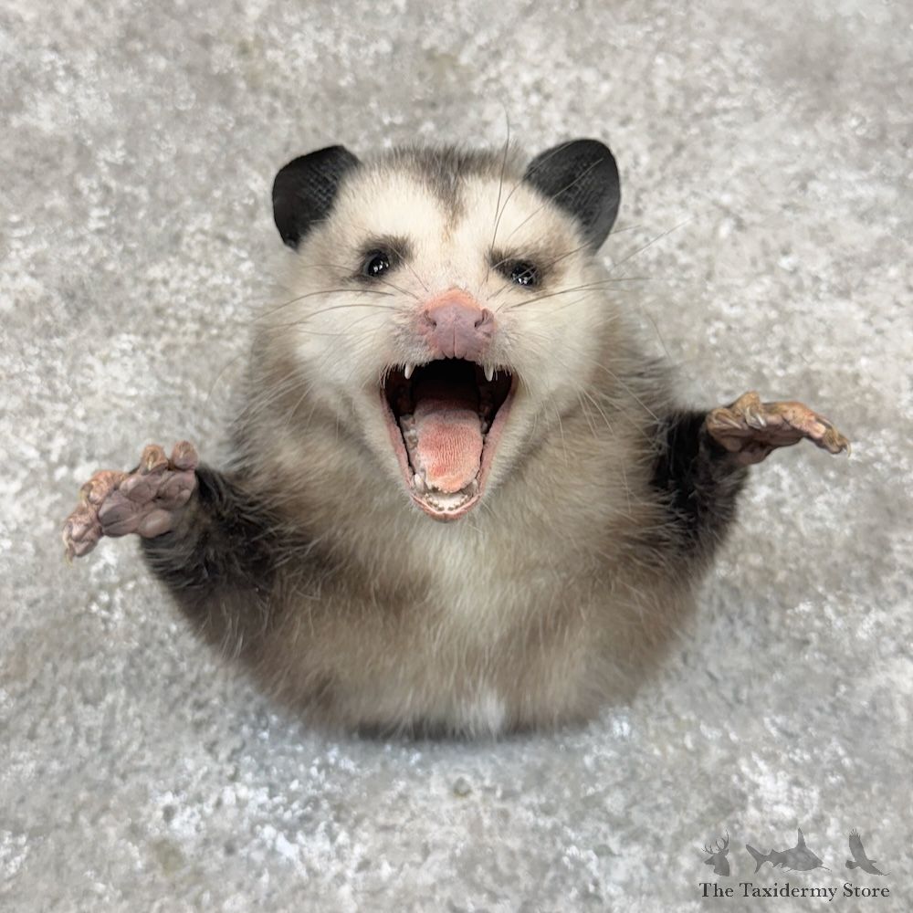 Opossum 1/2 Life Size Mount For Sale #29931 @ The Taxidermy Store