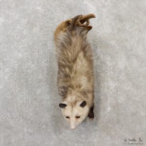 Wall Hanging Opossum Mount For Sale #19077 @ The Taxidermy Store