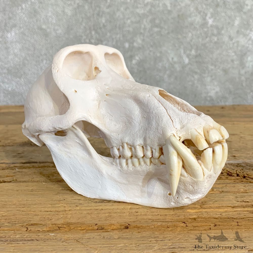 Chacma Baboon Taxidermy Full Skull Mount #22838 For Sale @The Taxidermy Store
