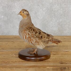 Hungarian Grey Partridge Taxidermy Mount #19809 For Sale @ The Taxidermy Store