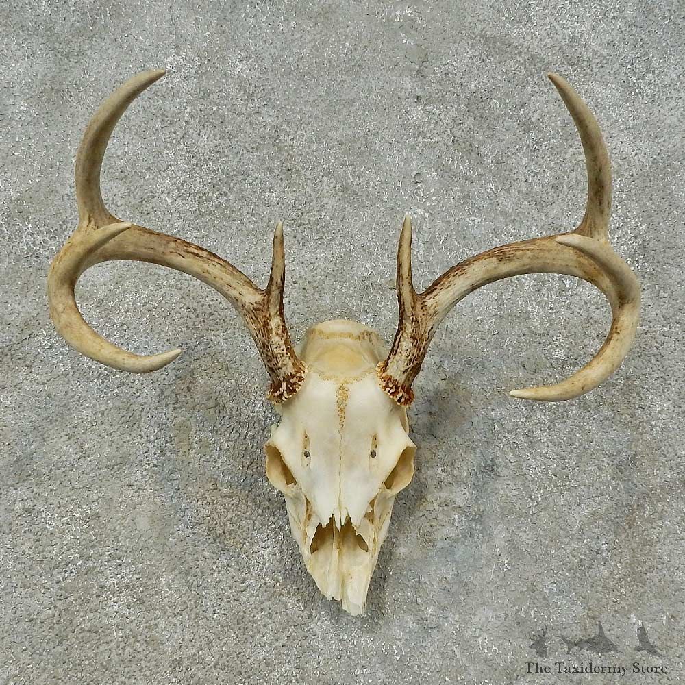 Whitetail Deer Skull European Mount For Sale #16268 @ The Taxidermy Store