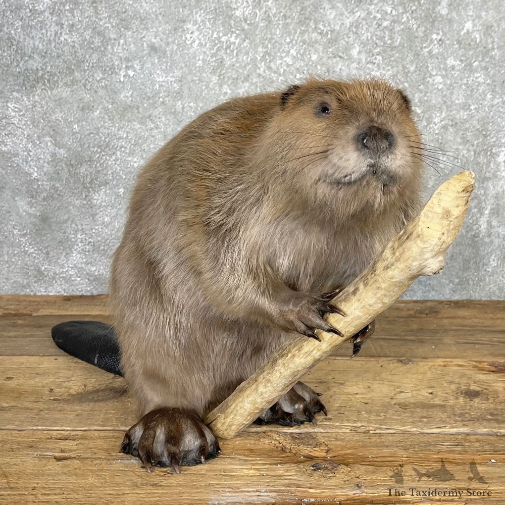 North American Beaver Mount For Sale #24070 @ The Taxidermy Store