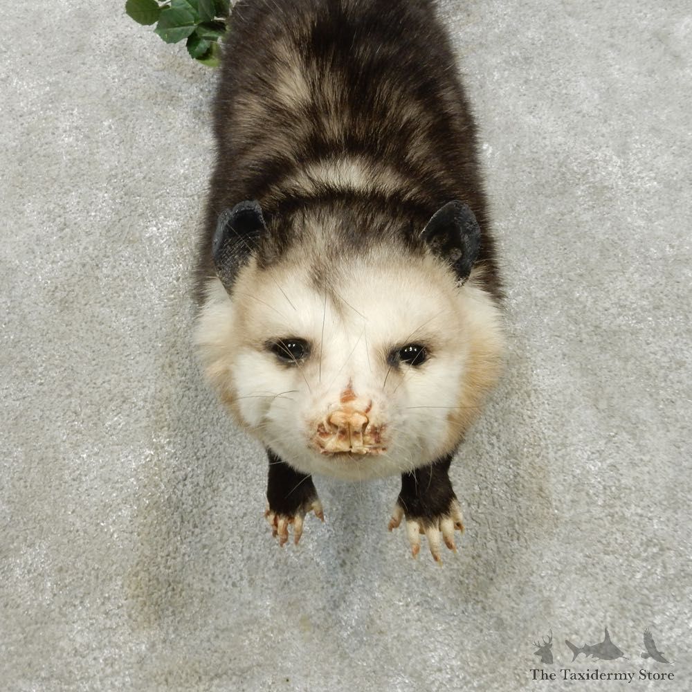 Hanging Opossum Mount For Sale #14906 @ The Taxidermy Store
