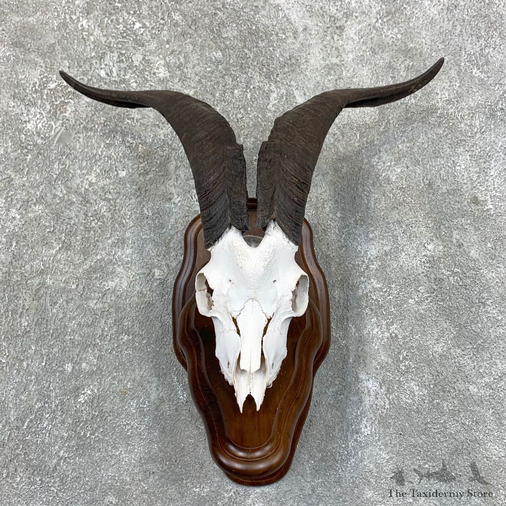Catalina Goat European Mount For Sale #23571 @ The Taxidermy Store
