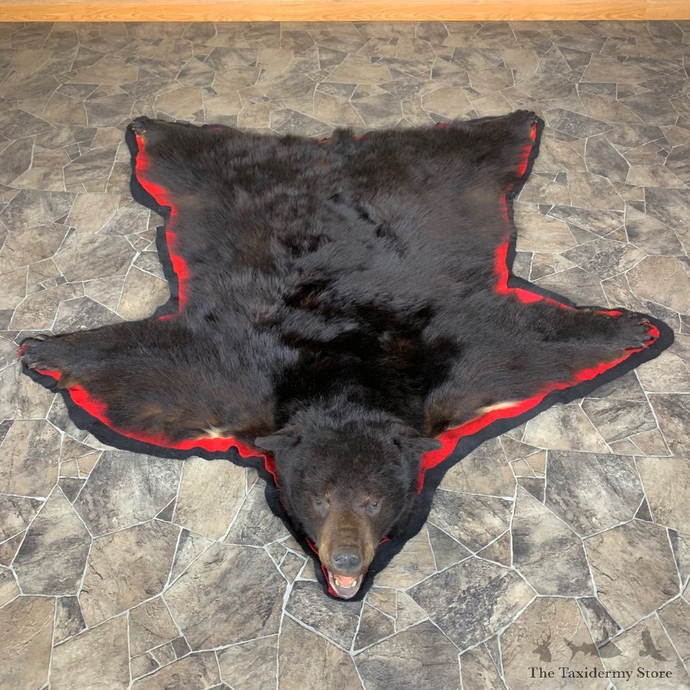 Black Bear Full-Size Rug For Sale #23327 @ The Taxidermy Store