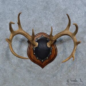 Whitetail Deer Antler Plaque Mount For Sale #15346 @ The Taxidermy Store