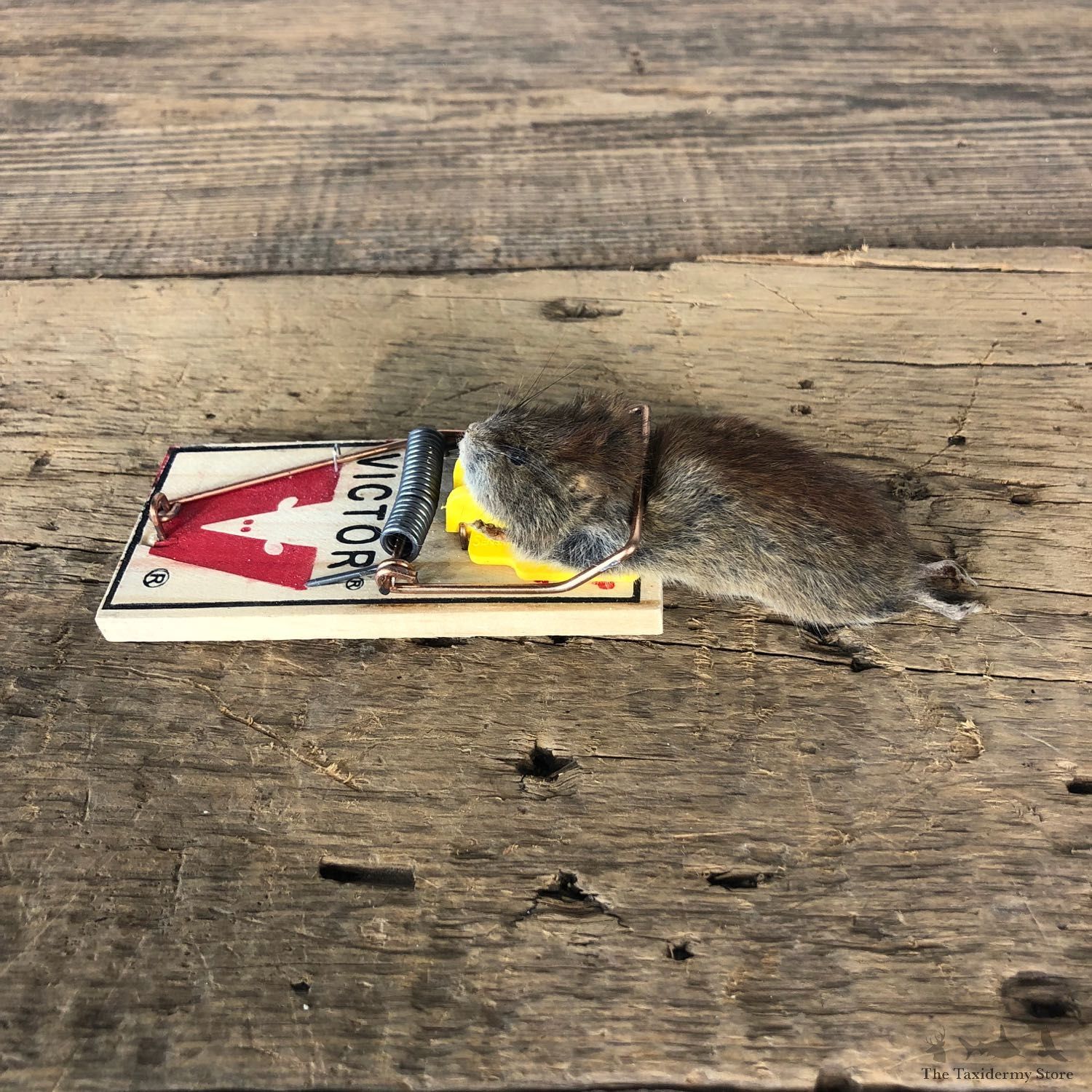 Mouse Trap Novelty Mount For Sale #19867 @ The Taxidermy Store