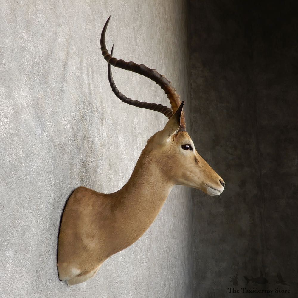 South African Impala Shoulder Mount For Sale #20294 @ The Taxidermy Store