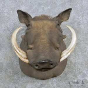 African Warthog Shoulder Mount For Sale #15129 @ The Taxidermy Store