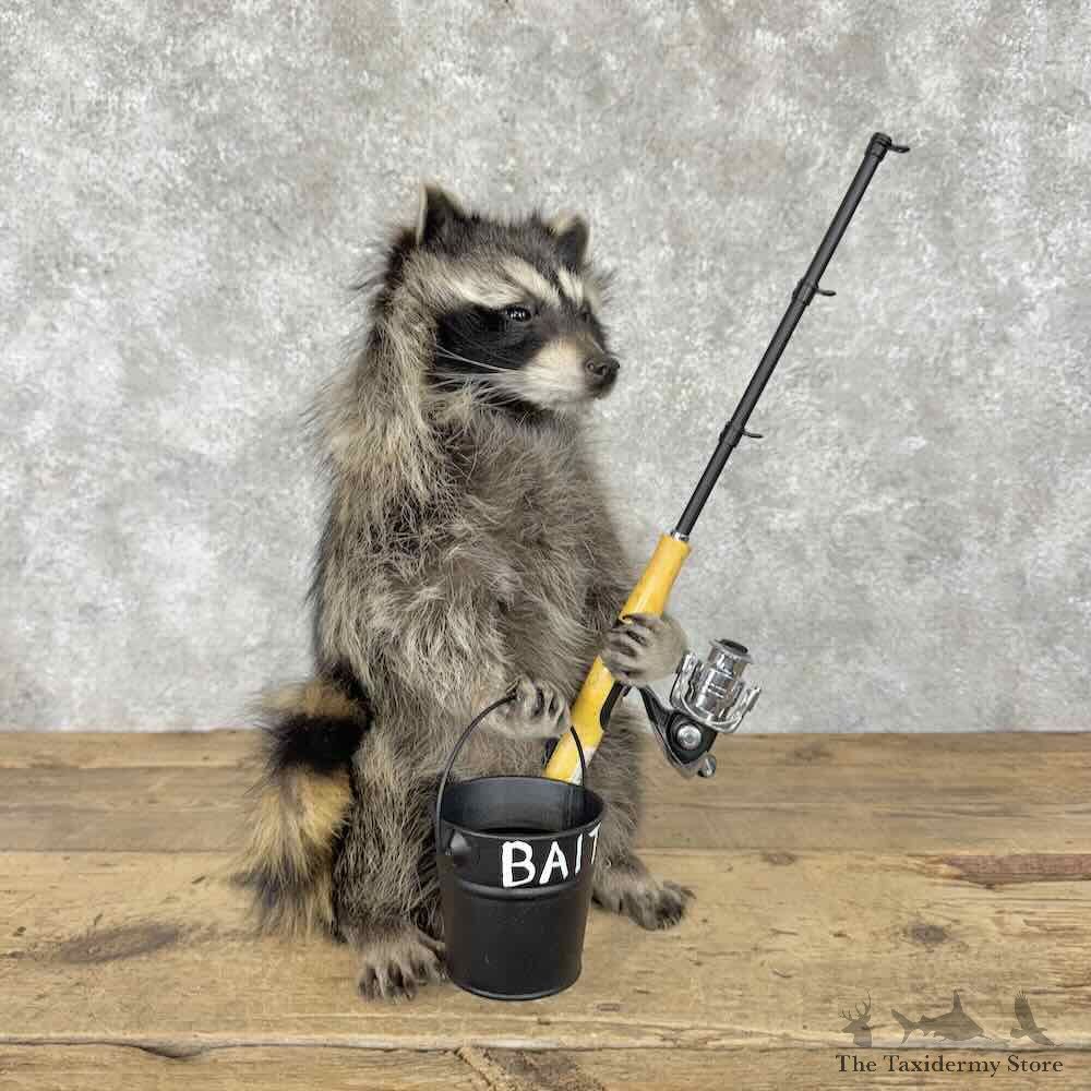 Fishing Raccoon Novelty Mount For Sale #30809 @ The Taxidermy Store