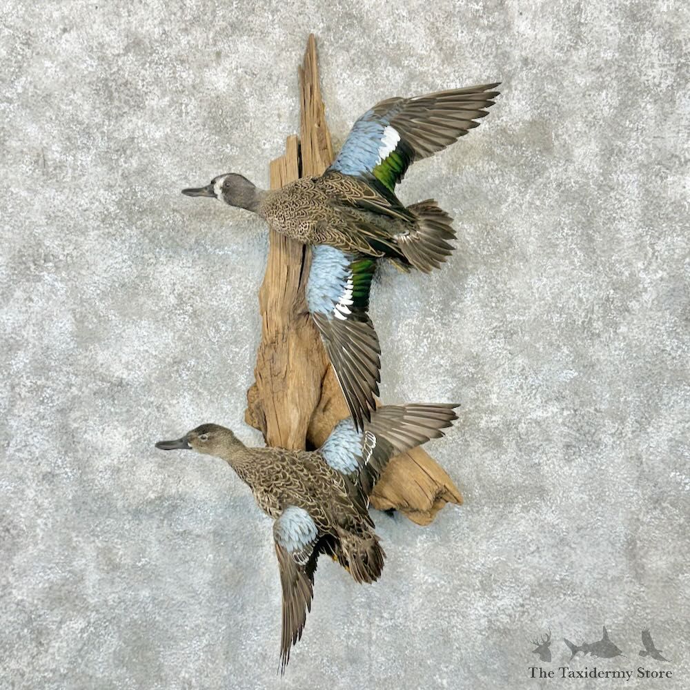 Blue Winged Teal Duck Pair Bird Mount For Sale #28998 @ The Taxidermy Store