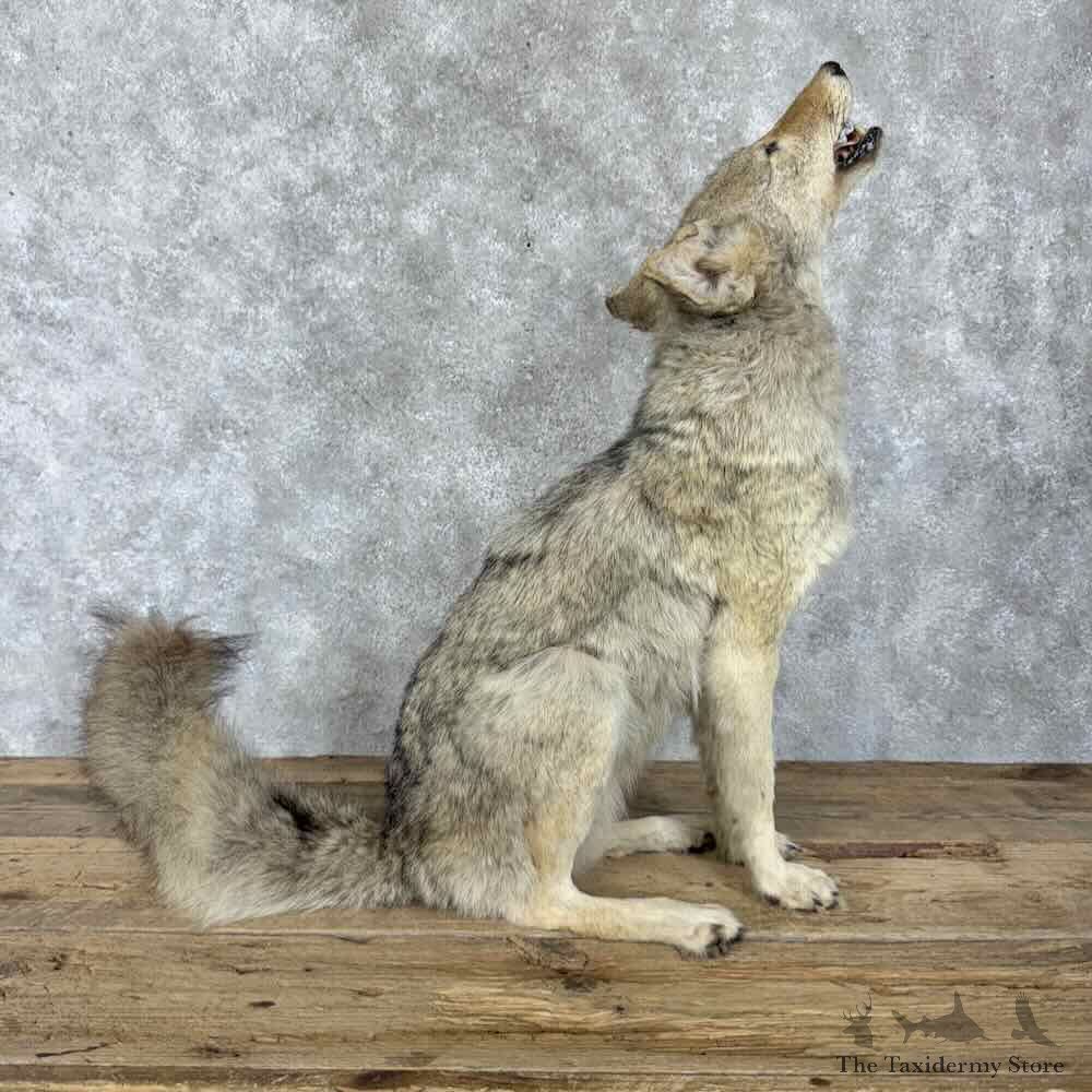 Coyote Life-Size Mount For Sale #30802 @ The Taxidermy Store