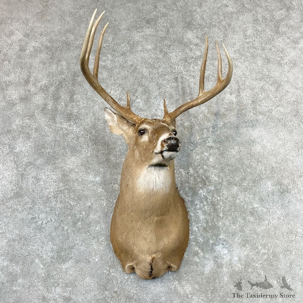 Whitetail Deer Shoulder Mount For Sale #26955 - The Taxidermy Store