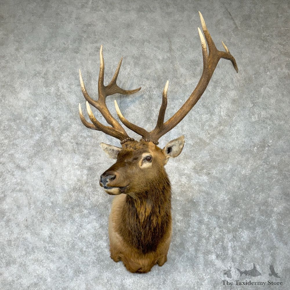 Rocky Mountain Elk Shoulder Mount For Sale #29643 @ The Taxidermy Store