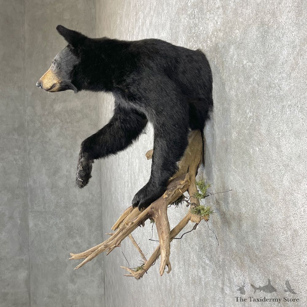 Black Bear Half-Life-Size Taxidermy Mount For Sale #26780 @ The Taxidermy Store