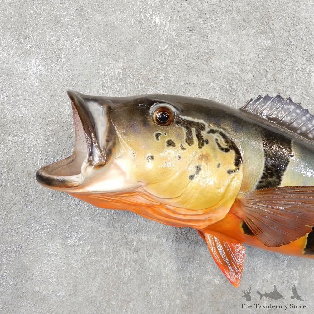 Peacock Bass Fish Mount For Sale #21093 @ The Taxidermy Store