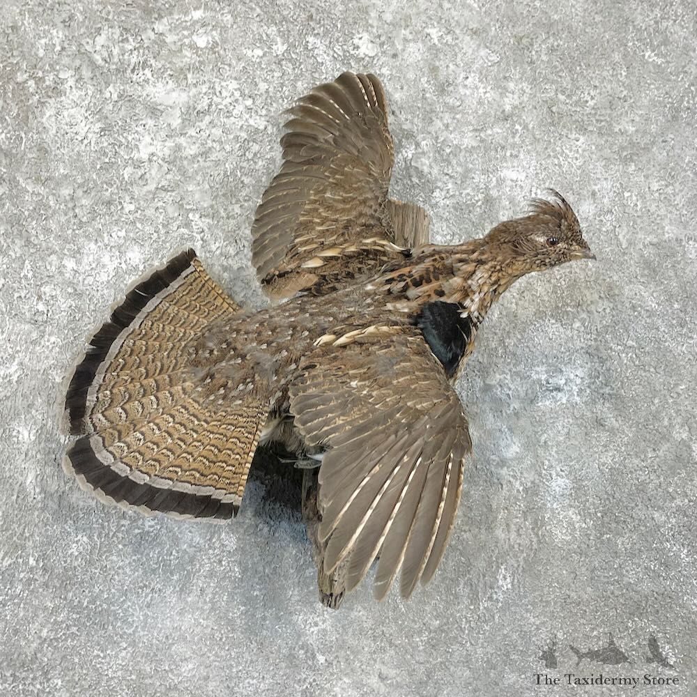 Ruffed Grouse Bird Mount For Sale #27801 @ The Taxidermy Store