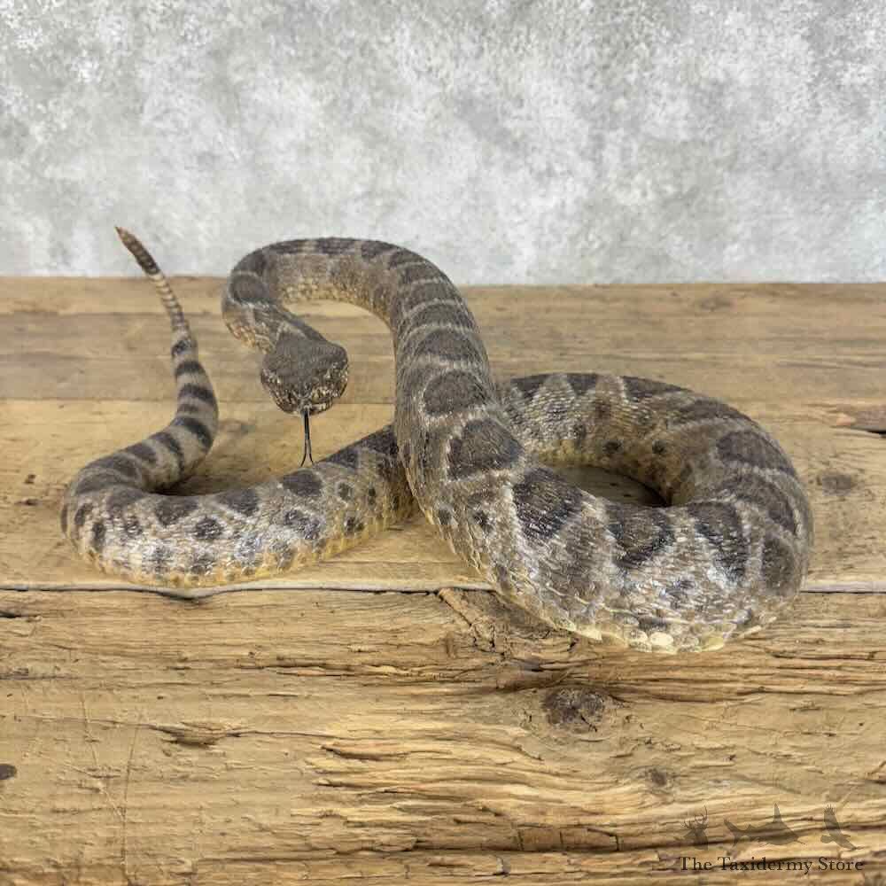 Eastern Diamondback Rattlesnake Mount For Sale #31393 @ The Taxidermy Store