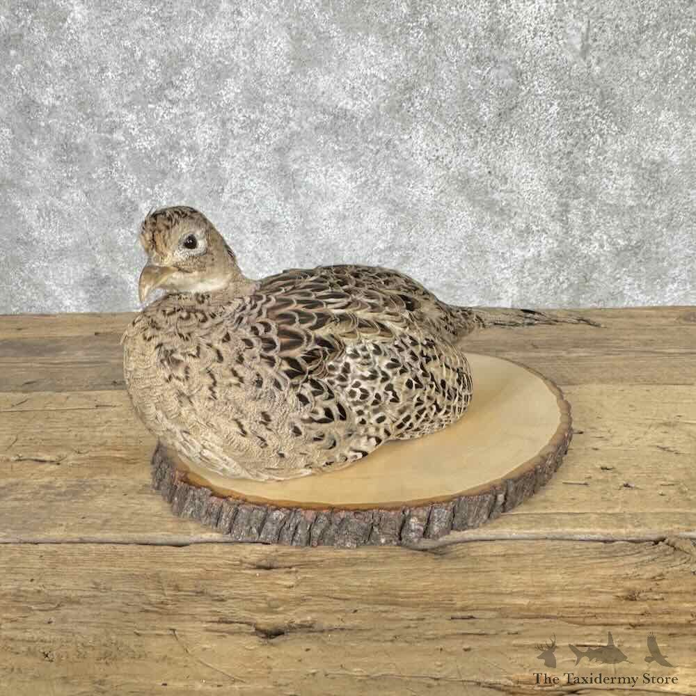 Ringneck Pheasant Hen Bird Mount For Sale #31984 @ The Taxidermy Store