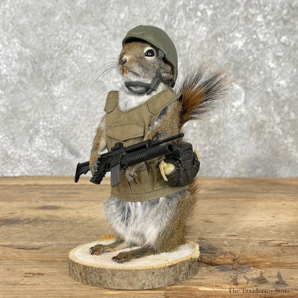 Patriot Squirrel Novelty Mount For Sale #26093 @ The Taxidermy Store