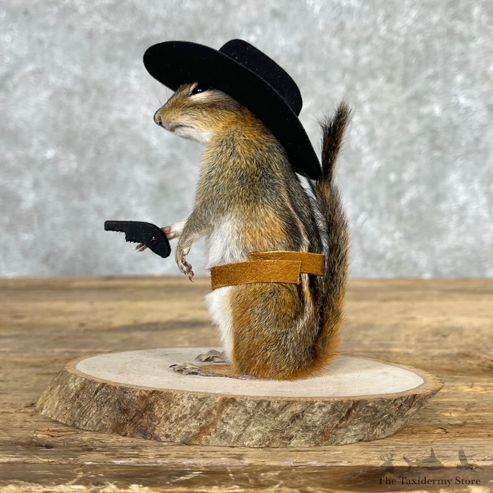 Cowboy Chipmunk Novelty Mount For Sale #24052 @ The Taxidermy Store
