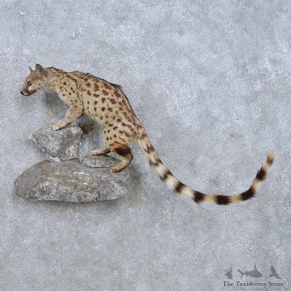 African Genet Cat Mount For Sale #15002 @ The Taxidermy Store
