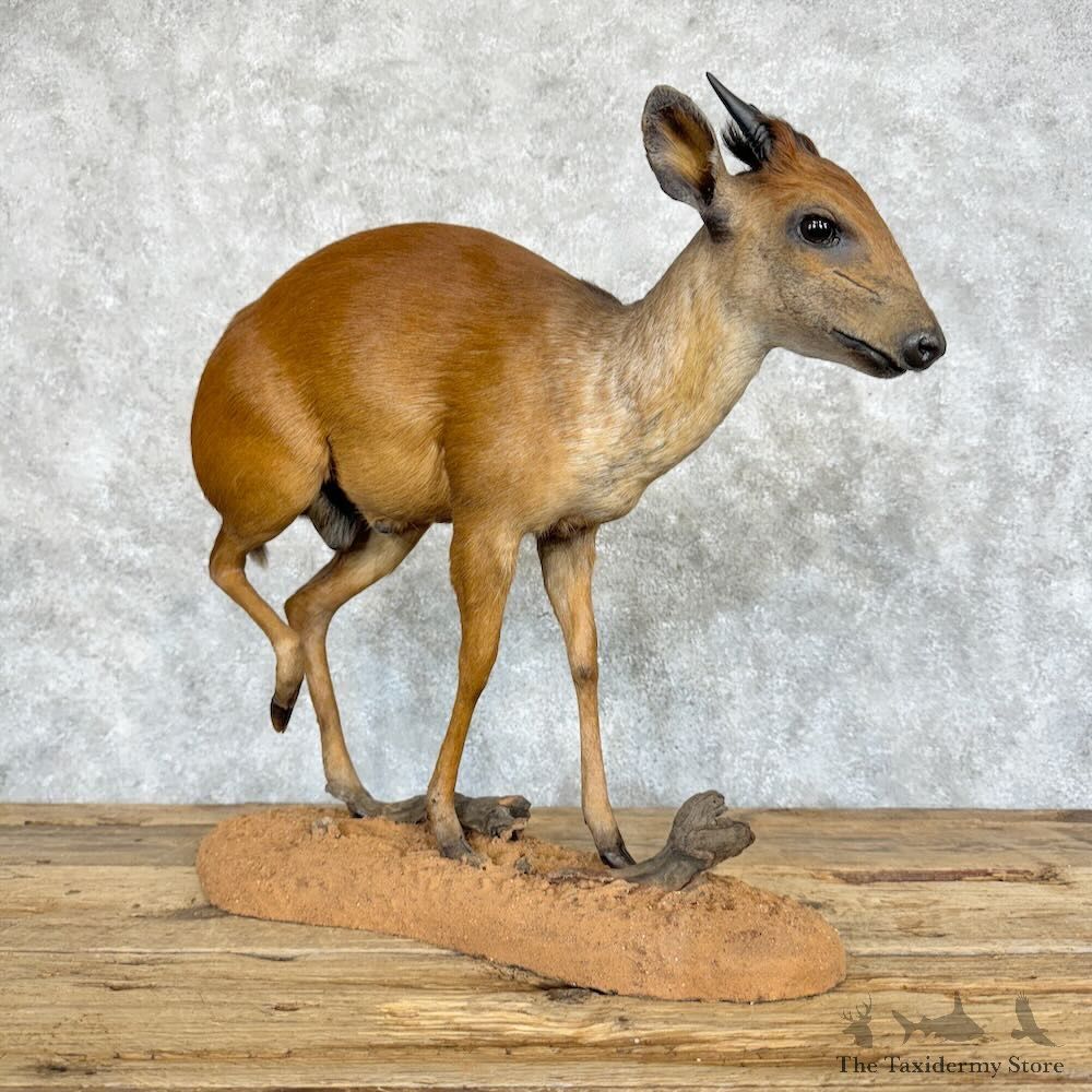 Natal Red Duiker Life-Size Mount For Sale #29089 @ The Taxidermy Store