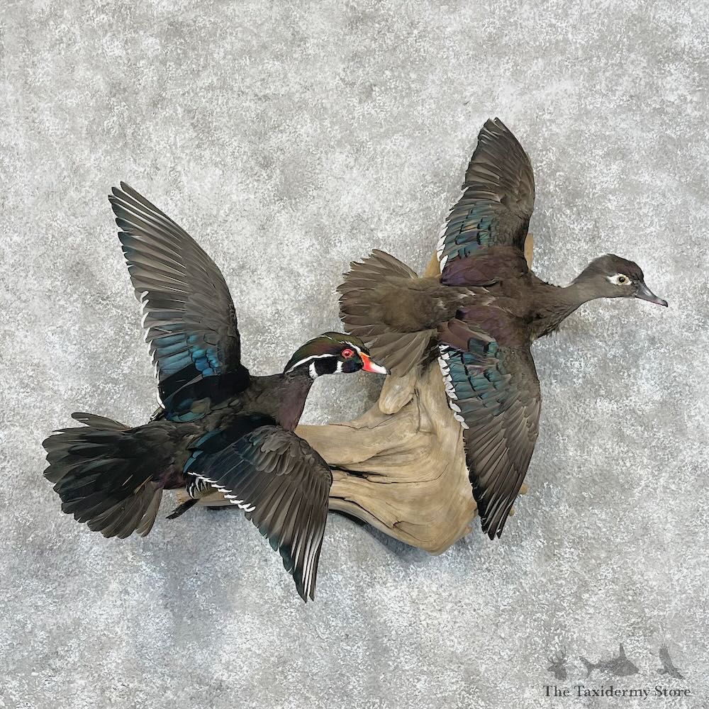 Wood Duck Scene Mount For Sale #28462 @ The Taxidermy Store