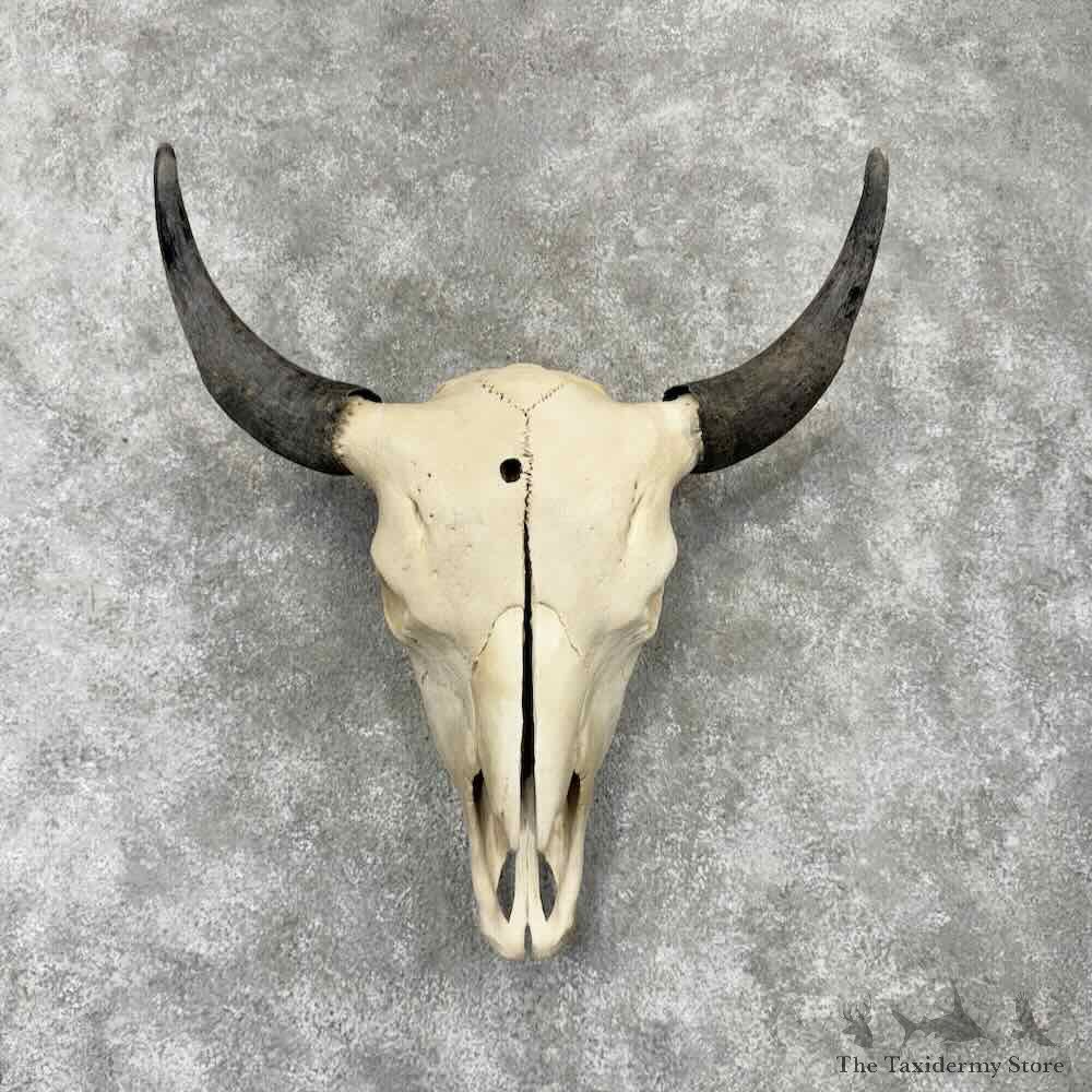 American Buffalo Bison Skull Mount For Sale #30441 @ The Taxidermy Store