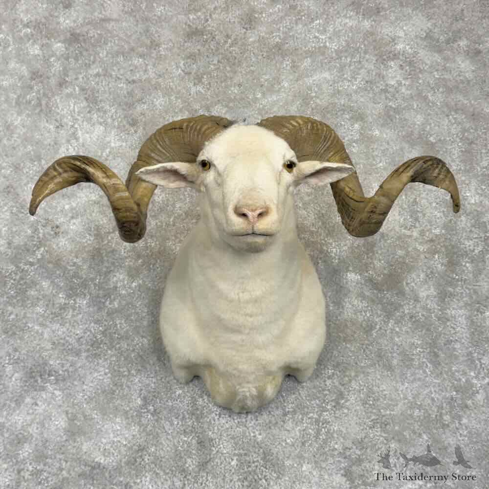 Texas Dall Sheep Shoulder Mount For Sale #31757 @ The Taxidermy Store