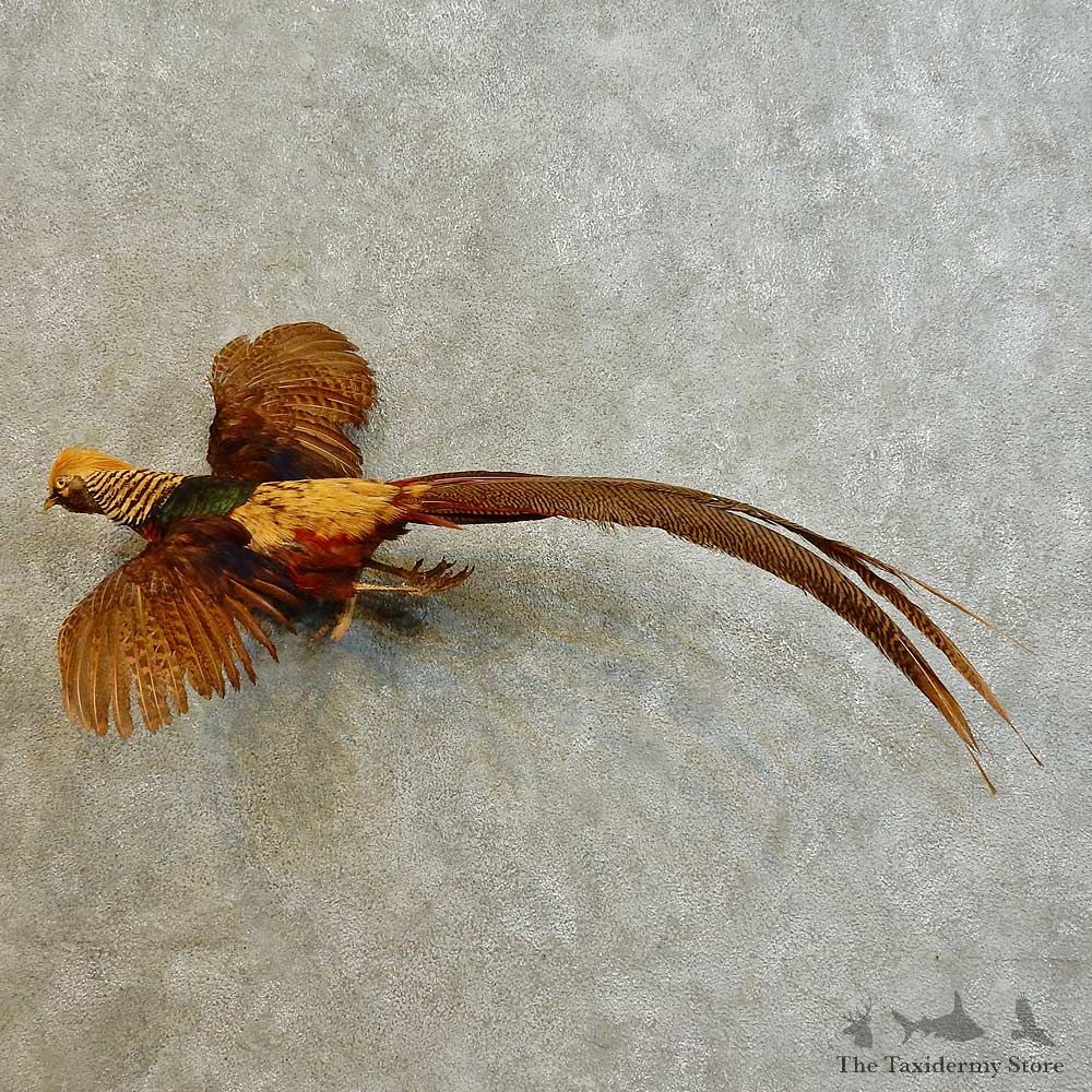 Golden Pheasant Bird Mount For Sale #16526 @ The Taxidermy Store