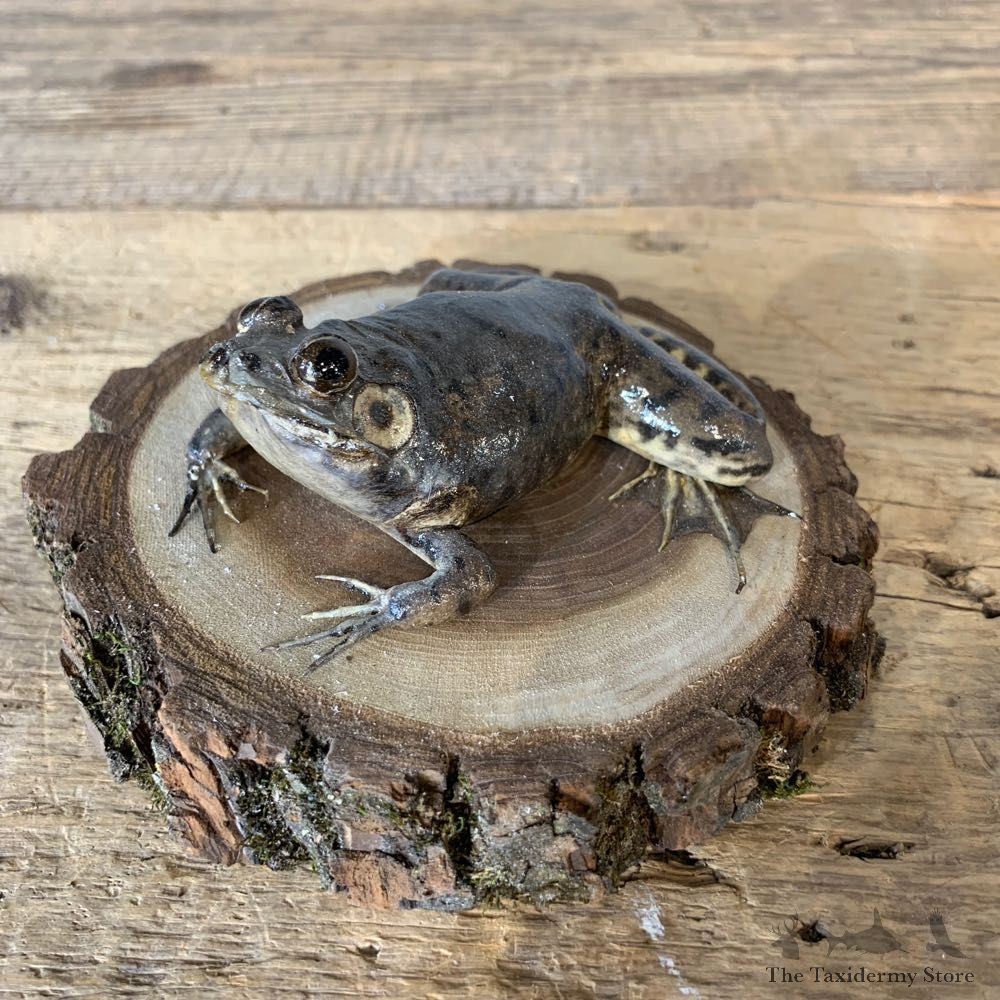 Bullfrog Taxidermy Mount For Sale #21367 @ The Taxidermy Store