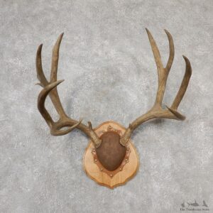 Mule Deer Taxidermy Antler Plaque #19113 For Sale @ The Taxidermy Store