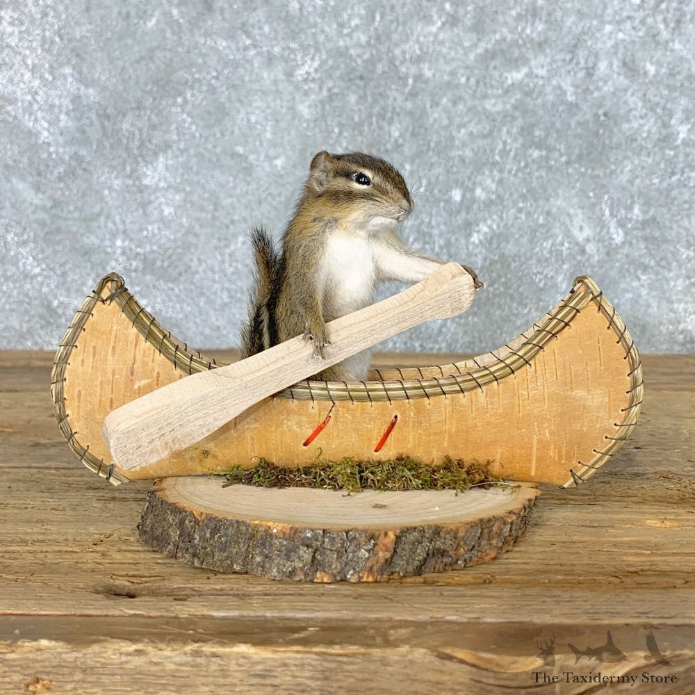 Canoe Chipmunk Novelty Mount For Sale #22614 @ The Taxidermy Store