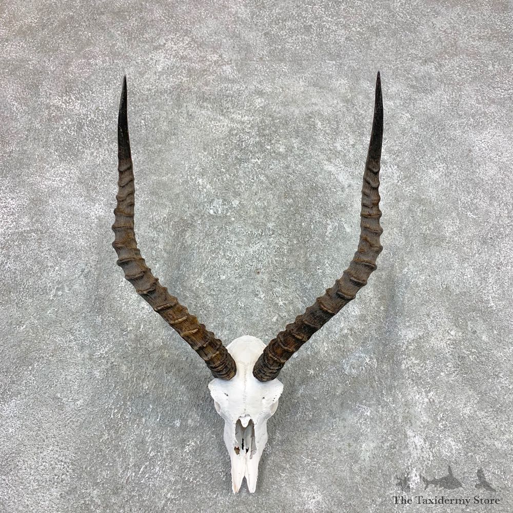 Impala Skull Horns European Mount For Sale #23363 @ The Taxidermy Store