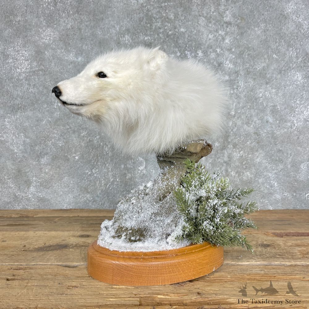 Arctic Fox Shoulder Pedestal Mount For Sale #25656 @ The Taxidermy Store