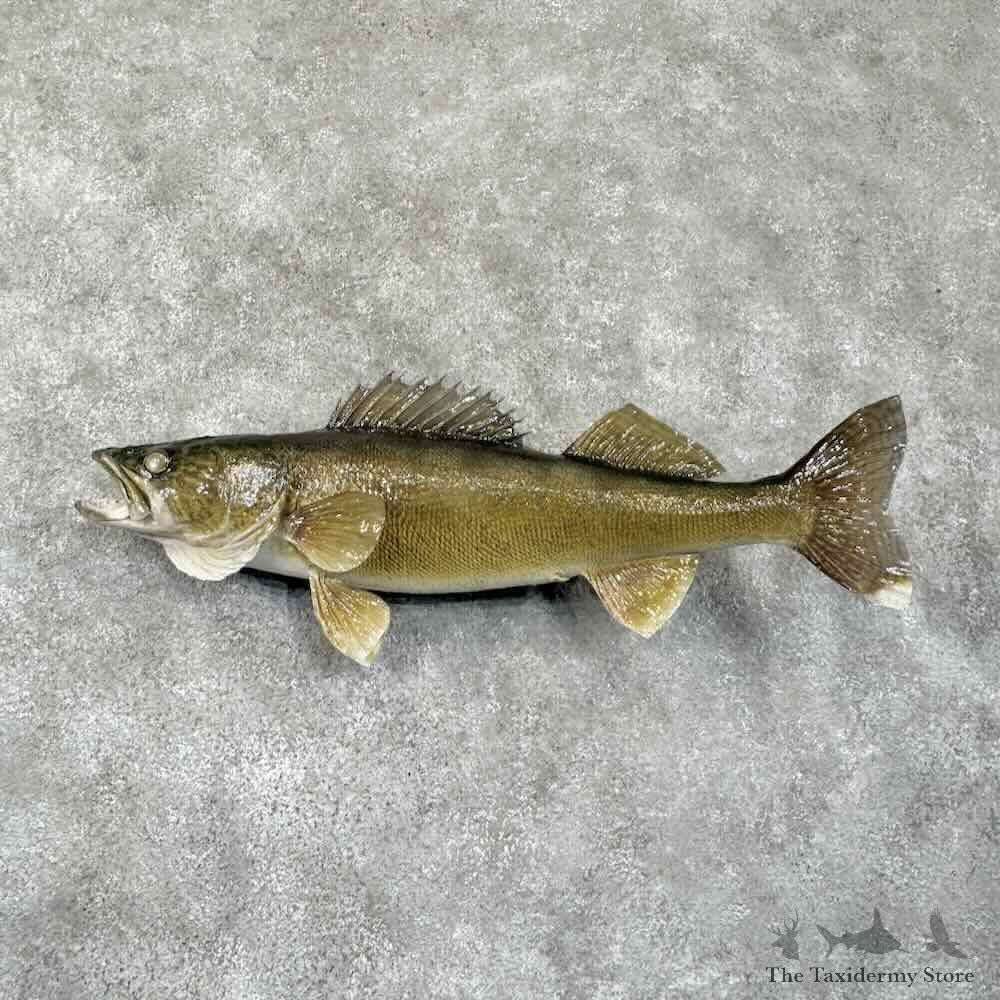Walleye Fish Mount For Sale #30756 @ The Taxidermy Store