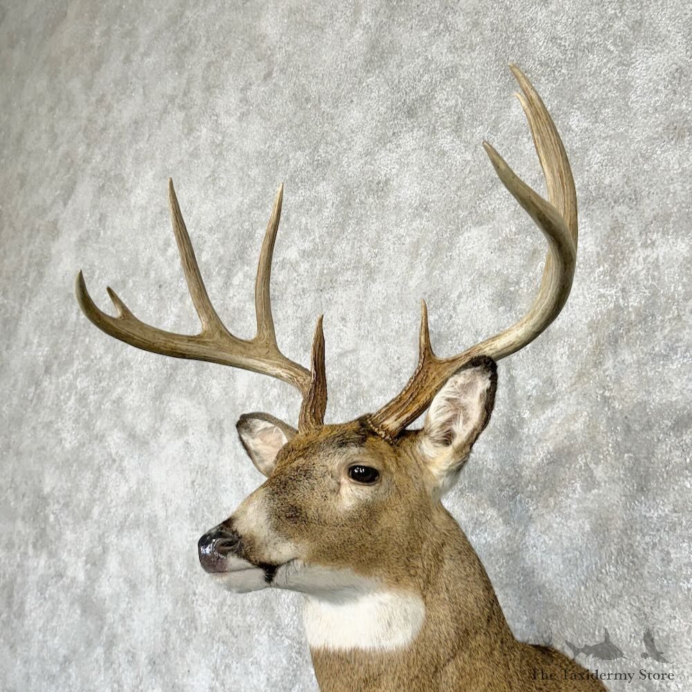 Whitetail Deer Shoulder Mount For Sale #29021 @ The Taxidermy Store
