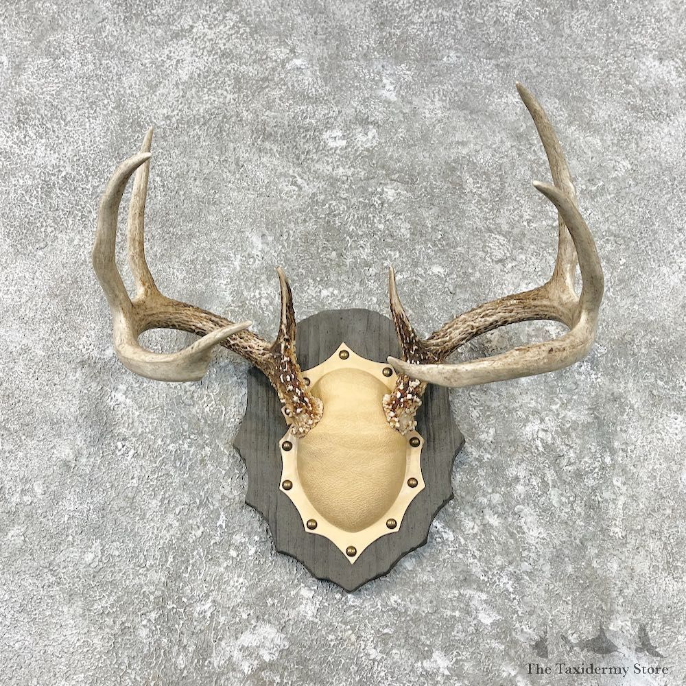 Whitetail Deer Antler Plaque Mount For Sale #26847 @ The Taxidermy Store