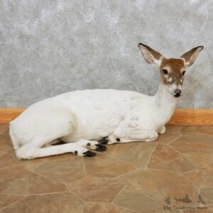 Piebald Doe Life-Size Mount For Sale #14394 @ The Taxidermy Store