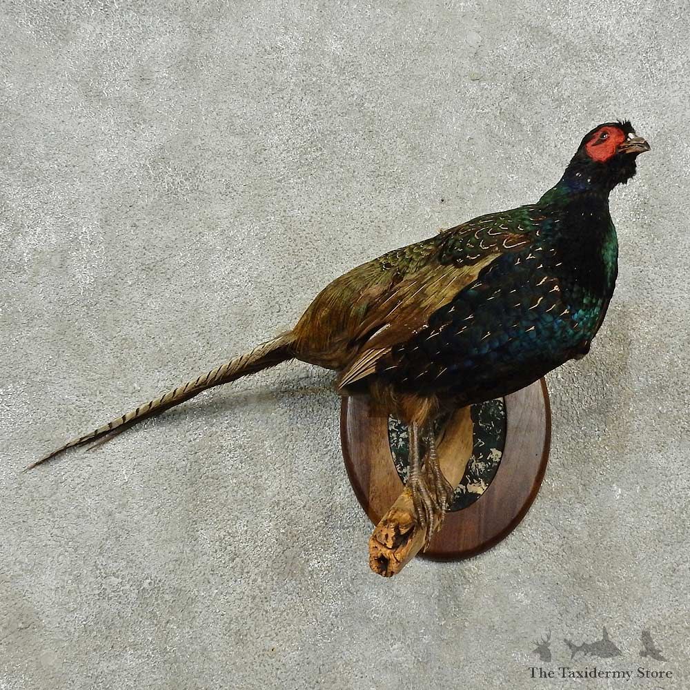 Black Pheasant Hen Bird Mount For Sale #16767 @ The Taxidermy Store